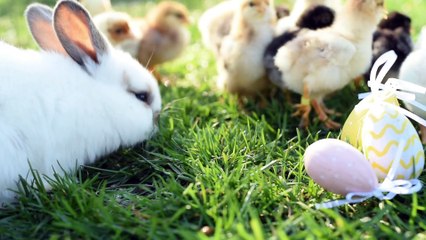 Close up Newborn chikend and easter bunny in warm Tone on the grass