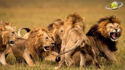 هل تعلمون ماذا يحصل للحيونات بعد فجر يوم الجمعة؟