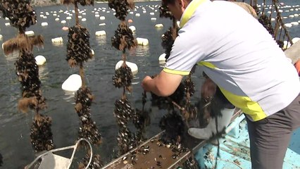 긴 장마 영향...민물 덮친 바다 양식장 '초토화' / YTN