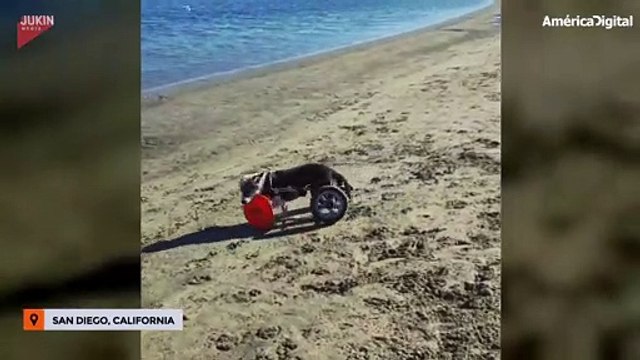 Cali, la perrita que se divierte en la playa en su silla de ruedas
