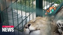 Lion cub subjected to horrific abuse nursed back to health in Russia, set to begin new life in Africa