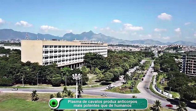 Plasma de cavalos produz anticorpos mais potentes que de humanos