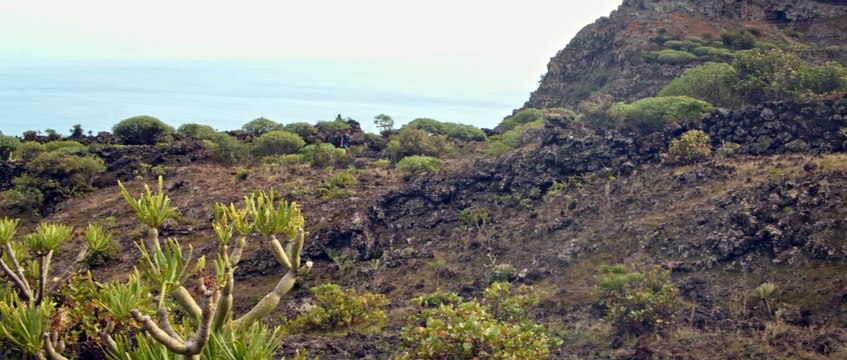 Islas Canarias Short