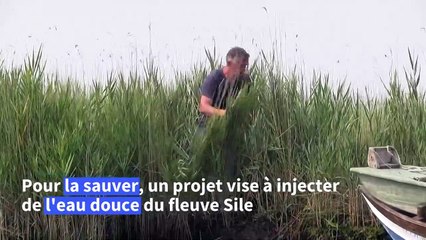 Ecosystème en danger: Venise veut reconquérir sa lagune