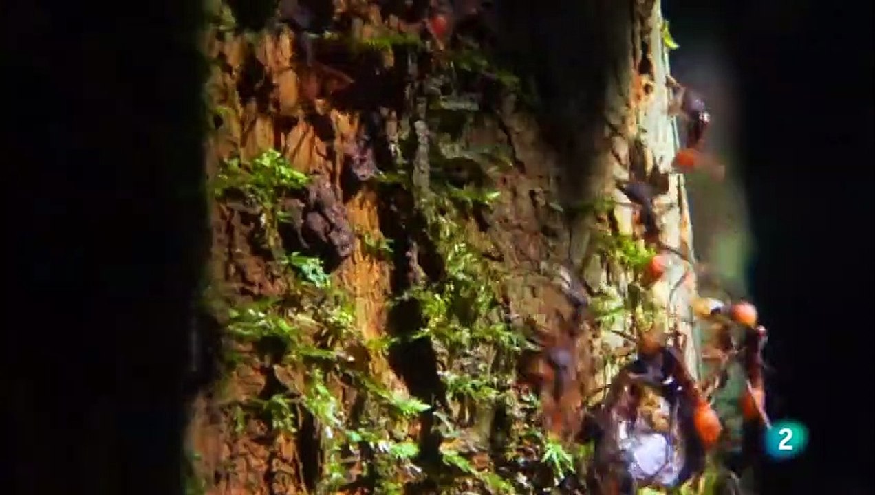 COLOMBIA SALVAJE Chiribiquete, viaje al corazón de la AMAZONIA. (Jaguar, perezosos, anaconda verde) - GRANDES DOCUMENTALES