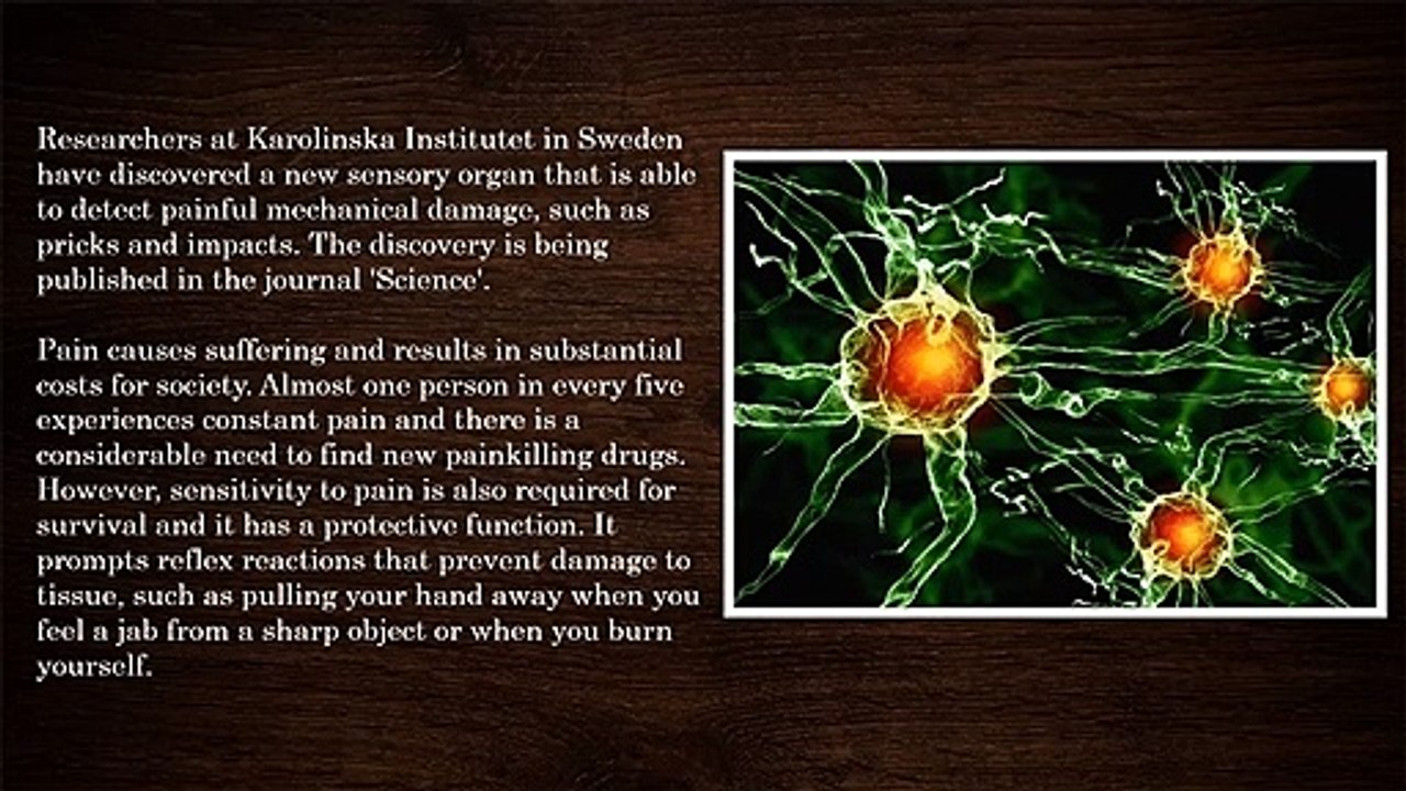 A newly discovered organ helps us to detect pain.