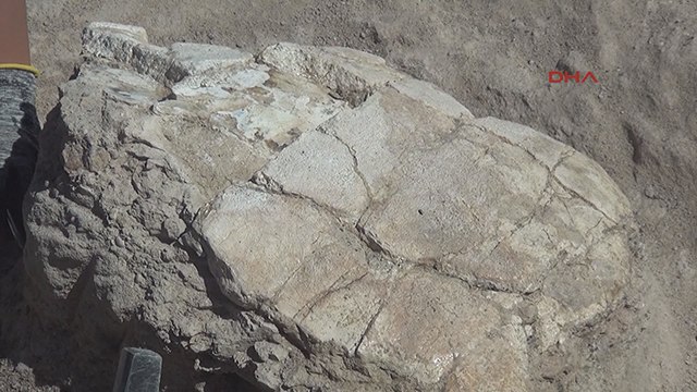 Kayseri'de 7,5 milyon yıllık kaplumbağa fosili bulundu