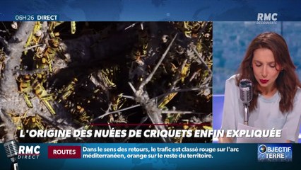 Objectif Terre : L'origine des nuées de criquets enfin expliquée - 14/08