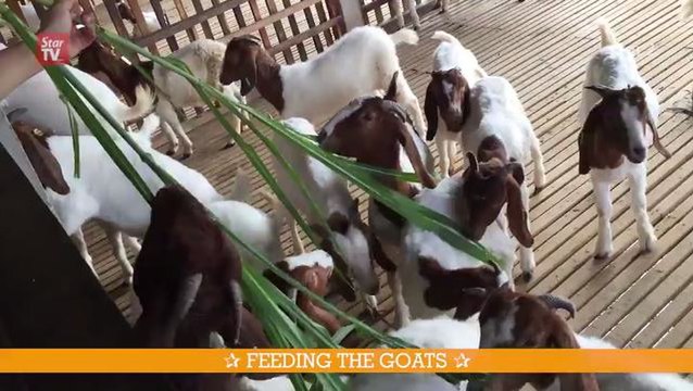 GY Happy Farm Homestay In Bentong, Pahang