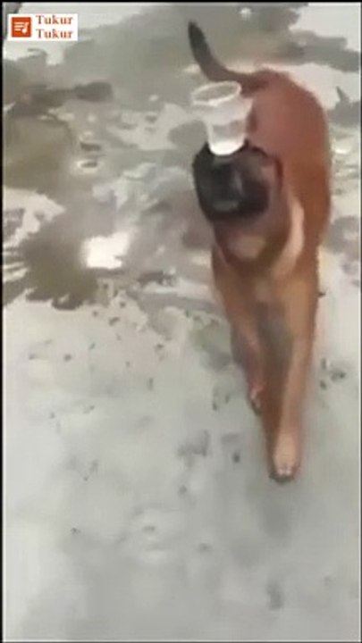 Comedy animal video