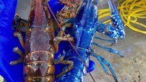 Top 15 MOST RARE LOBSTERS - Giant Rainbow Lobsters