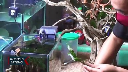 Unik, Aquascape Seni Bercocok Tanam di Dalam Air di Kabupaten Semarang
