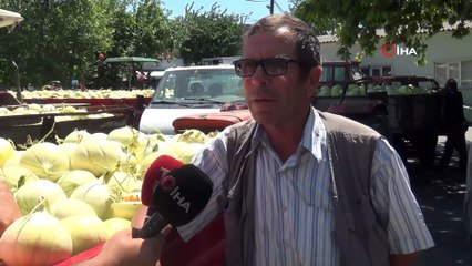 'Yeşil Çomlu kavunu' sofralardaki yerini almaya hazırlanıyor