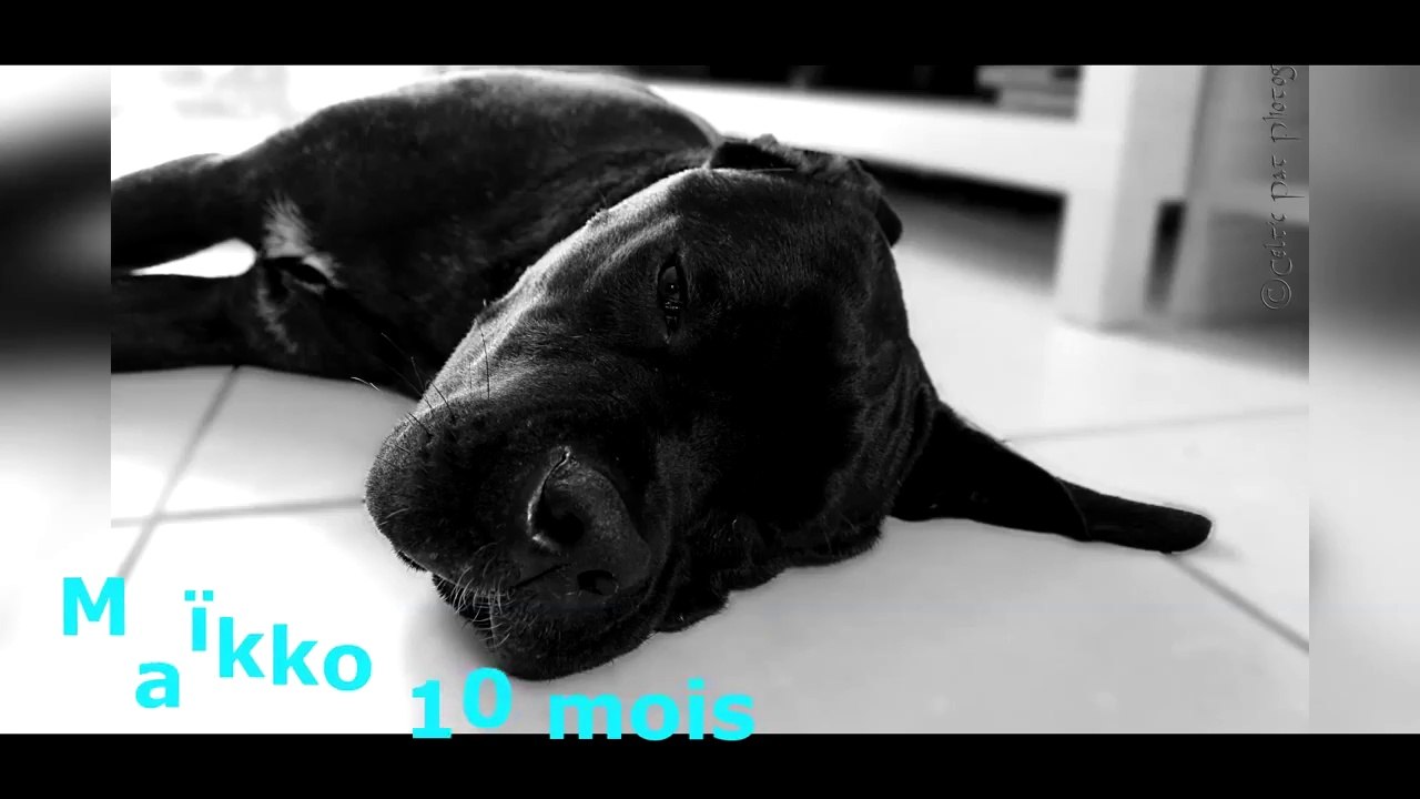 Mon chien Maikko Cane corso