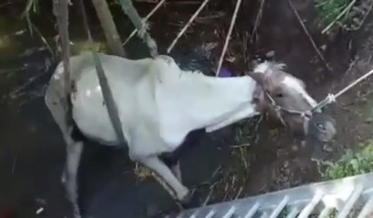 Termoli (CB) - Salvato cavallo scivolato in un canale (14.08.20)