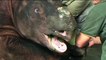 Malaysia hopes to save endangered rhino from extinction with stem cell technology