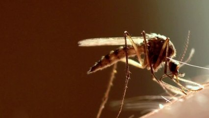 Santé – Les remèdes naturels de l’été