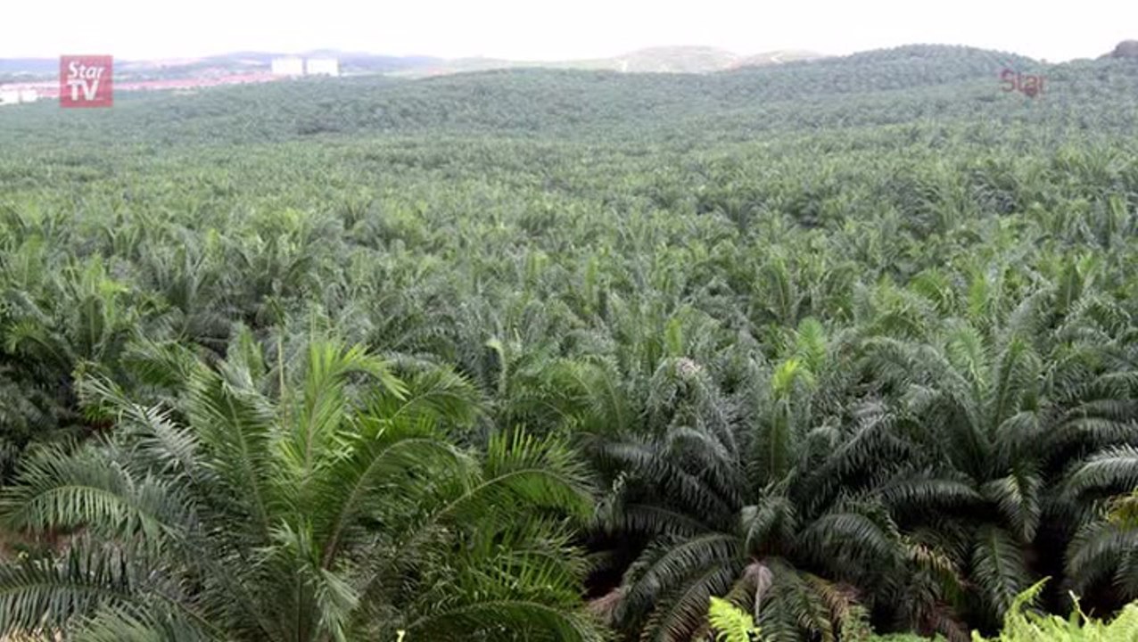 Dorab: Malaysian CPO price to rise on domestic demand