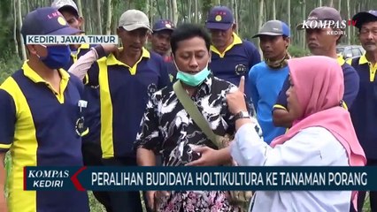 Peralihan Budidaya Holtikultura Ke Tanaman Porang