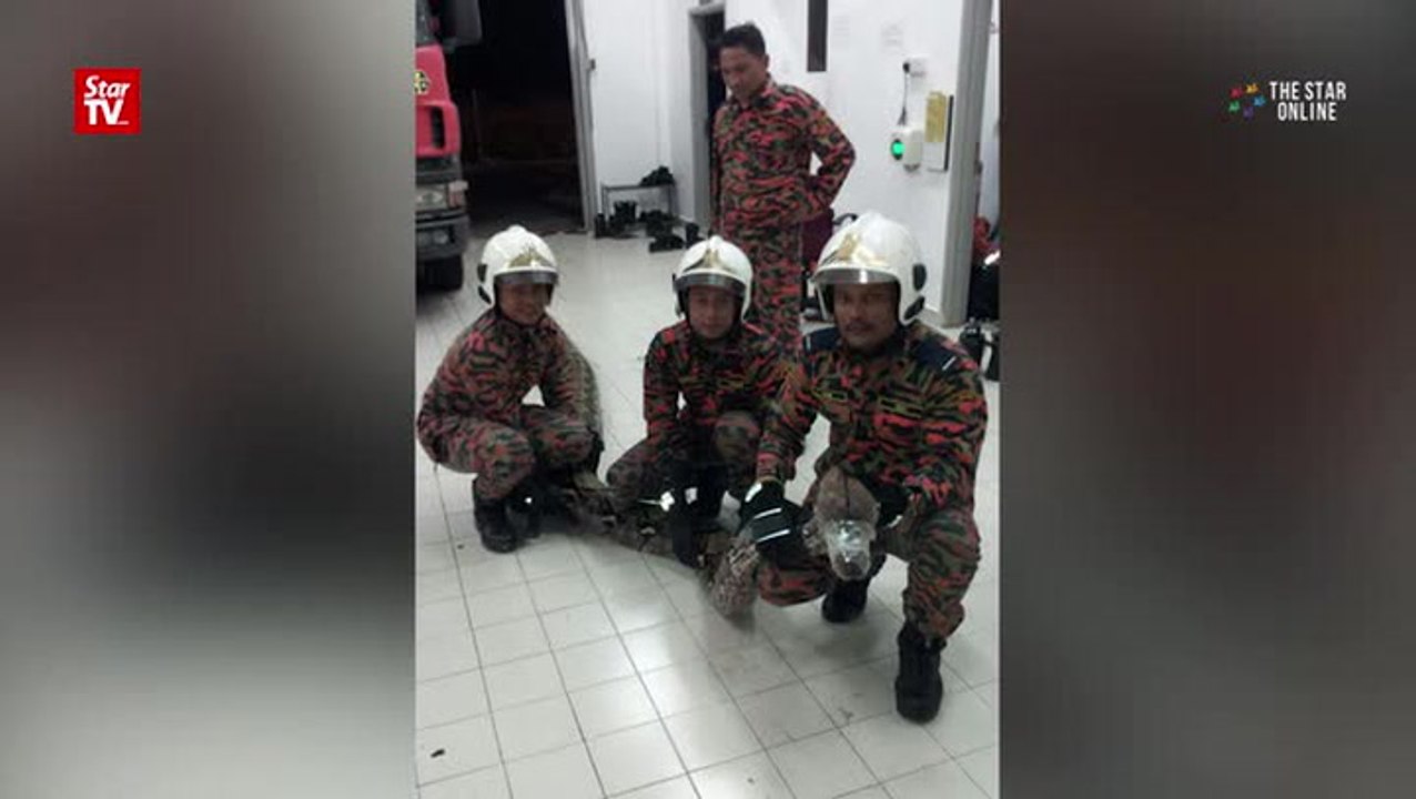 6.7m python slithers into Johor home