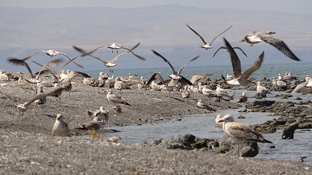 Tedirgin eden ölümlerin sebebi ortaya çıktı