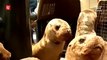 Peru releases orphaned sea lions back into the wild