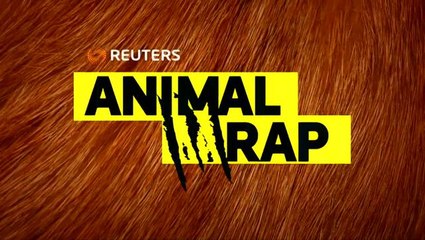 Puppies at wedding, starlings dazzle Denmark sky