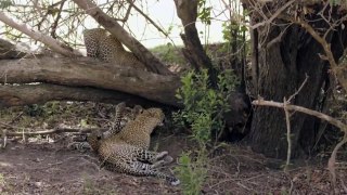 Big Cat Tales S01E01 Rebirth in the Mara #DocuEngsubChannel