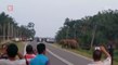 Elephant herd crossing in Sabah draw a lot of attention