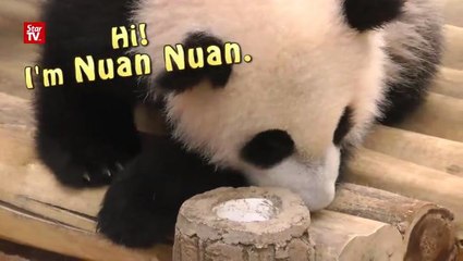 Get that warm and fuzzy feeling from “Nuan Nuan”!