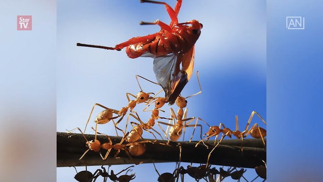 Asean biodiversity photo contest