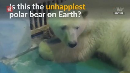 World's unhappiest polar bear?