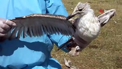 Tedirgin eden martı ölümlerinin sebebi ortaya çıktı