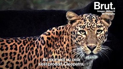 L'incroyable photographie d'un léopard et d'une panthère noire inséparables