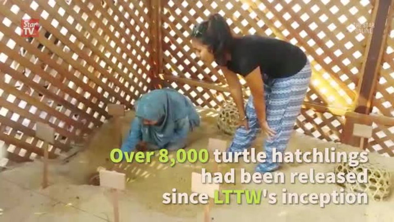 Giving turtles a helping hand