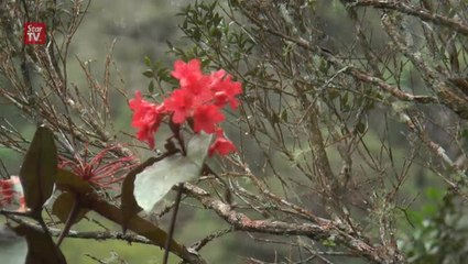 Mountain guide shares Ranau Trail new attractions
