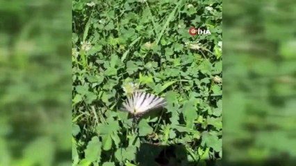 Çatal Kuyruklu Kelebek ilgi odağı oldu