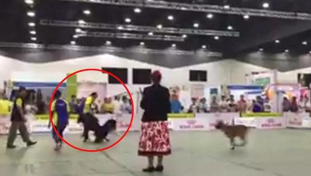 Trainer kicks dog during obedience test