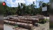EXCLUSIVE: Ulu Muda logging activities persist, future of lake and rivers uncertain