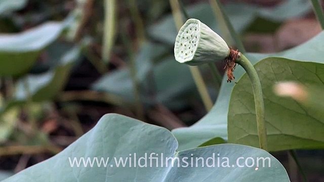 Lotus seed pods - not for trypophobics!