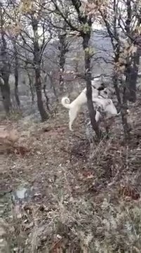 SiVAS KANGAL KOPEKLERi GOREV BASINDA OYUN - KANGAL DOGS MiSSiON