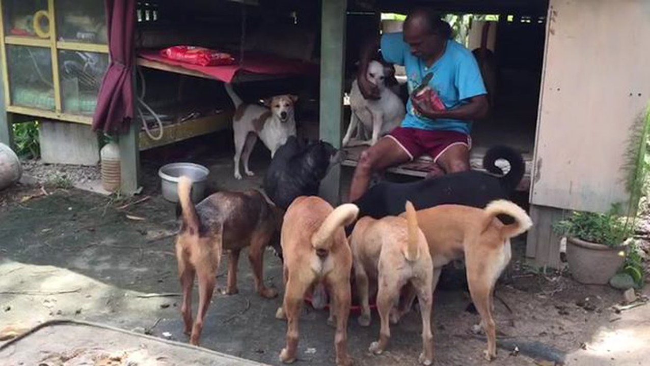 Homeless man insists squatting on land to care for strays