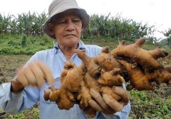 Bentong Ginger: Episode 2