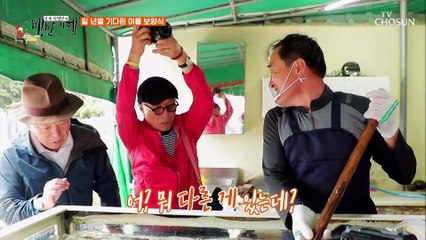 여름 보양식 갯장어의 어마어마한 힘(力)