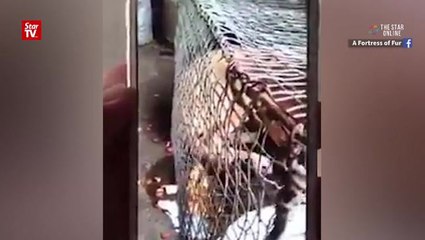 Man apologises for setting dog on fire