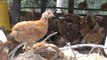 Farmer receives loan for more chickens under his wing