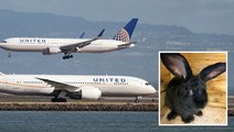 Giant rabbit, destined to be world's biggest, dies on United Airlines flight