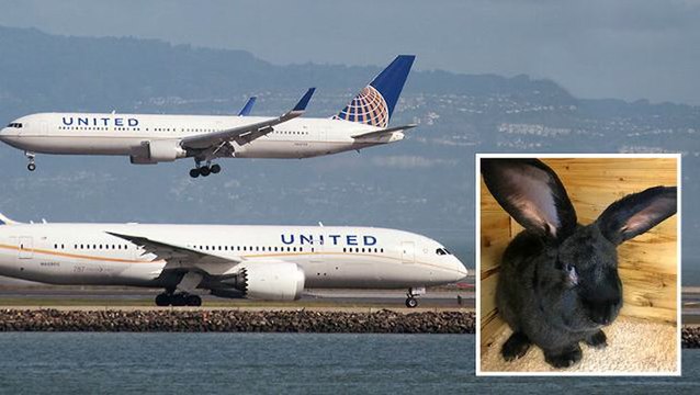 Giant rabbit, destined to be world's biggest, dies on United Airlines flight