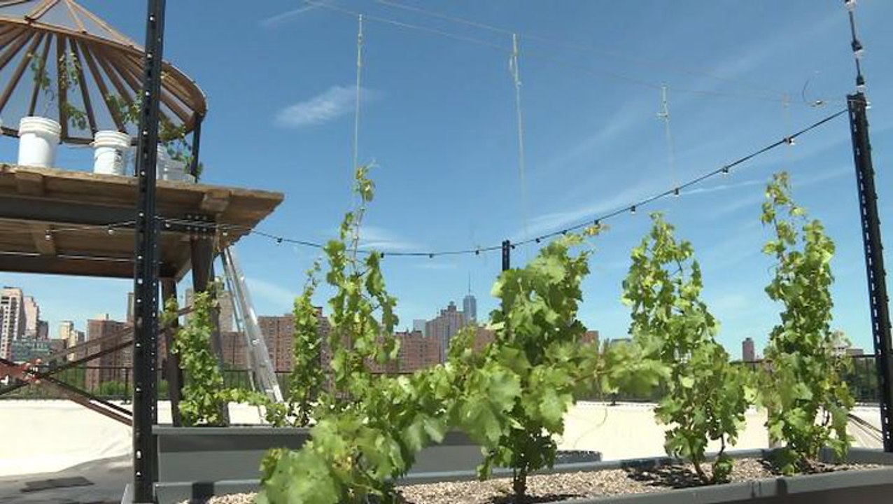First ‘rooftop vineyard’ opens in New York City