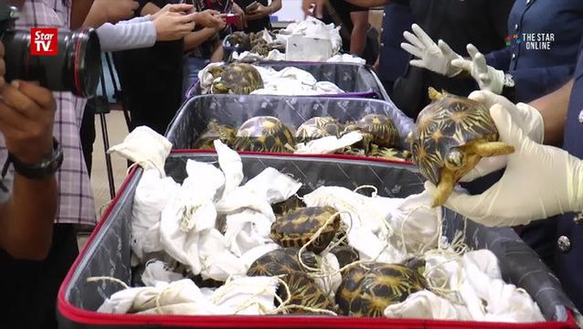 Customs Dept seizes smuggled tortoises at KLIA